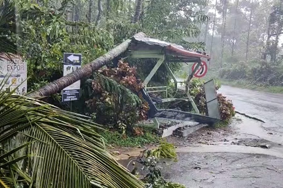 tree falls on bus stop in Wayanad