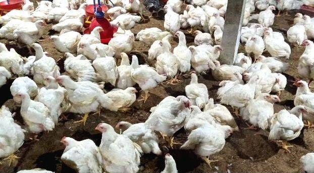 Poultry traders strike settled image