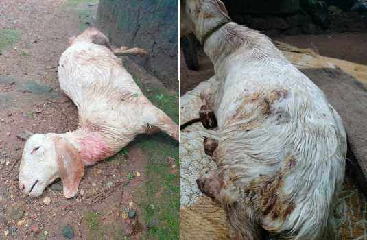 Stray dog ​​harassment in Kattipara is severe; it has bitten and killed a goat. image