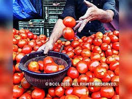 Tomato price is predicted to reach Rs.300 image