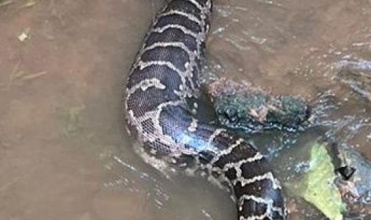 python in koodathay image