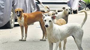 Twelve people were bitten by stray dogs in Mukkam. image