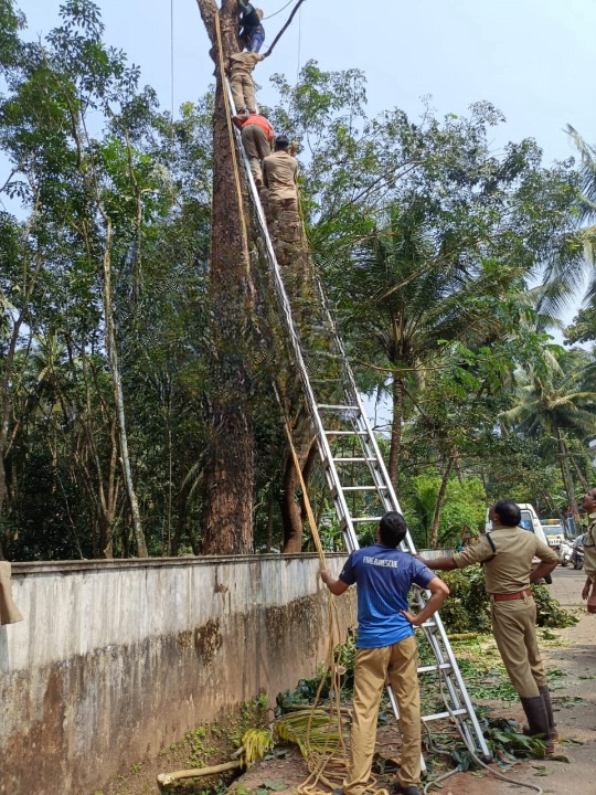 Thamarassery, youth dies while cutting tree; Mukkam Fire Force as rescuers image_cleanup