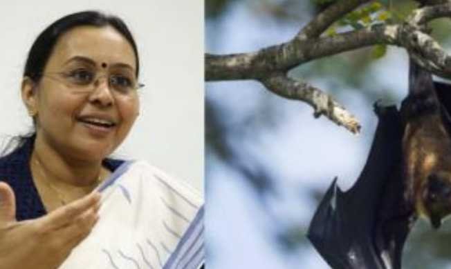 Wayanad, presence of Nipah virus in bats, health minister calls for vigilance image