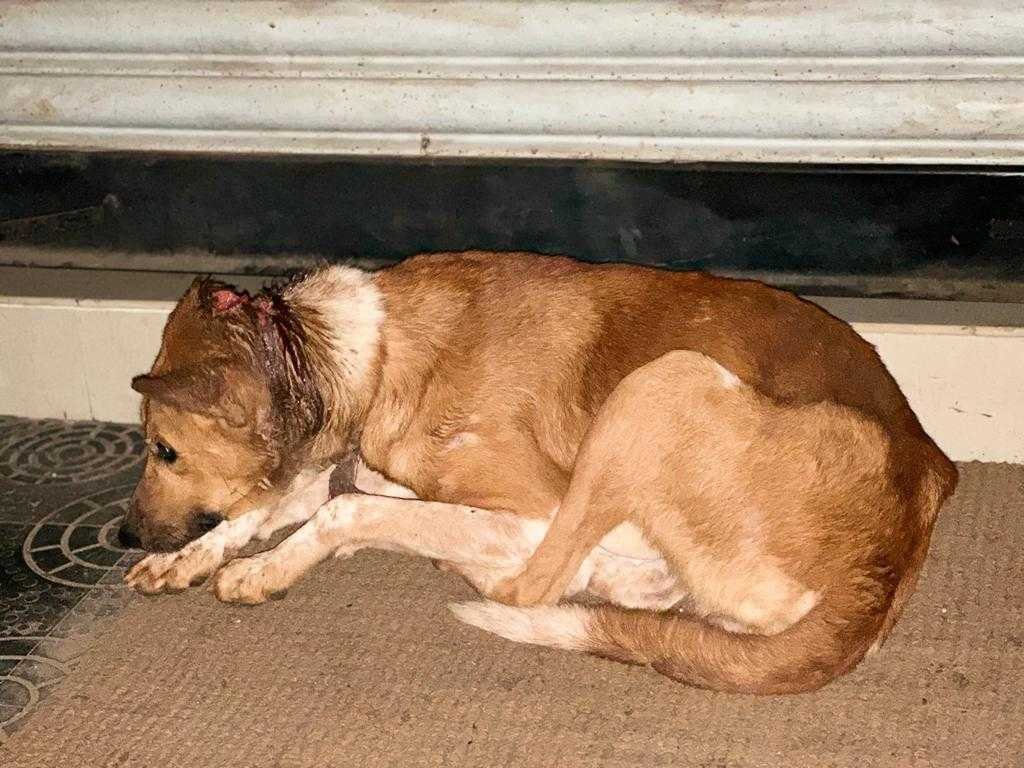 Elettil Vattoli, a stray dog __in town with a head wound image