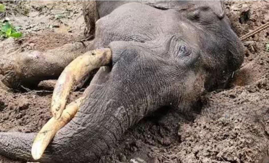 Kalpetta found the katana prone image