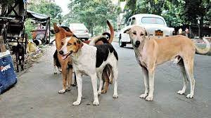 stray dog image