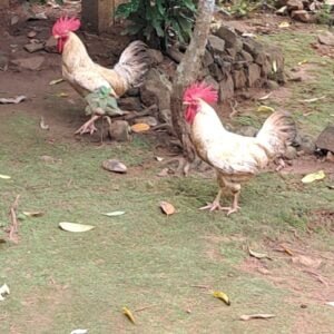 നാടൻ പൂവൻ കോഴി വിൽപ്പനക്ക്