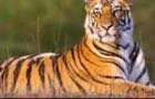 Wayanad, the man-eating tiger was ordered to be shot dead image