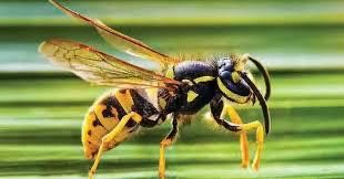 Kozhikode, 10 people treated for wasp stings image