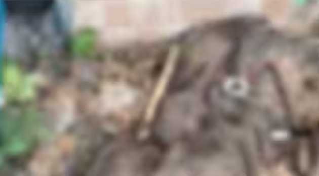 The incident where the skull was found; Portions of ribs were also found. image