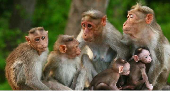 Wayanad, School bus attacked by monkey. image