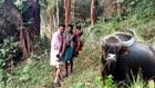 Wayanad, one seriously injured in wild buffalo attack image