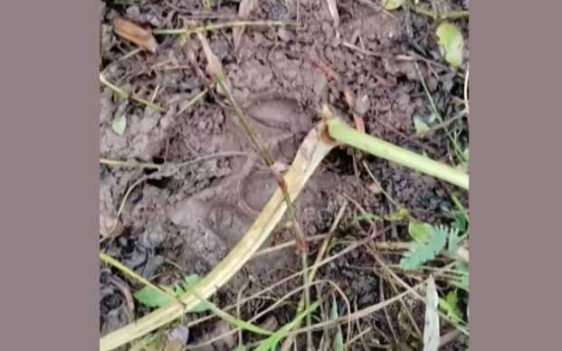 Wild animal attack on pig farm in