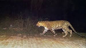 leopard image