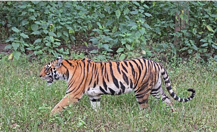 A tiger has landed in Mullankolli town