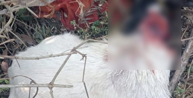 Again tiger killed goat in Wayanad