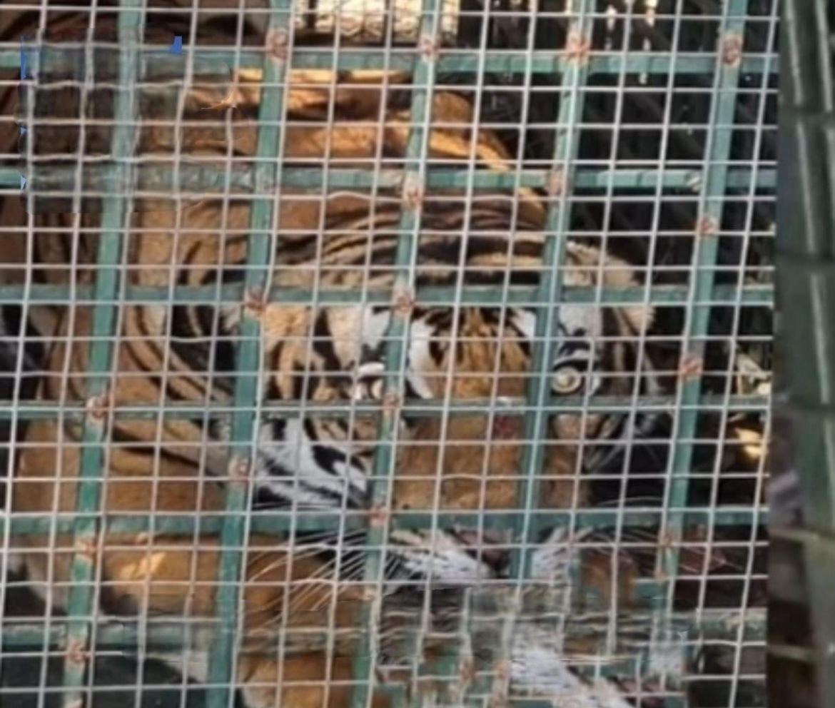 Fear left; The tiger in Mullankolli is caged