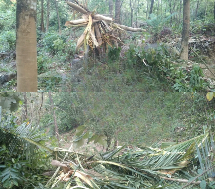 Kuttiadi, wild herds again, destroyed crops extensively image_cleanup