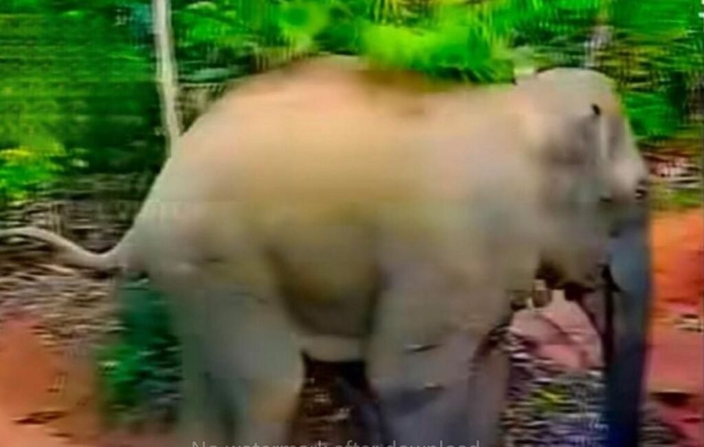 Mananthavady, Collector to pay 10 lakhs to the family of slain Ajeesh'; Protesters want 50 lakhs image