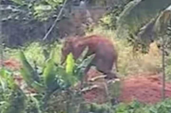 Mananthavady, forest department order to drug and shoot wild wildebeest. image