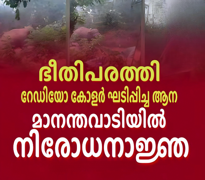 Mananthavady, the fearsome radio-collared elephant; Prohibition order in Mananthavadi imge_cleanup