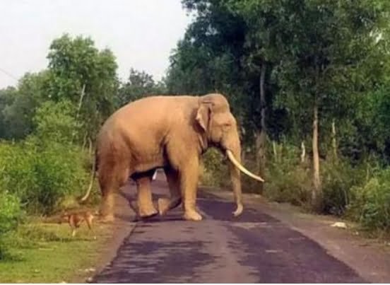 Mananthavady ആനയെ മയക്കുവെടി വെക്കാനുള്ള ഇന്നത്തെ ദൗത്യം തത്കാലം ഉപേക്ഷിച്ചു