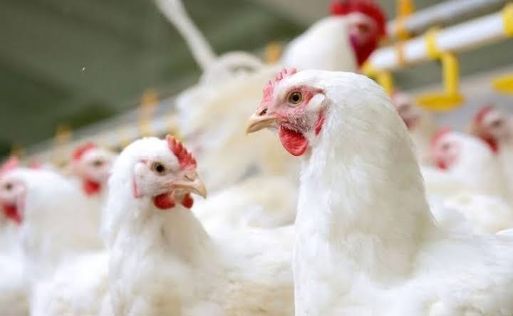 Poultry price has increased sharply