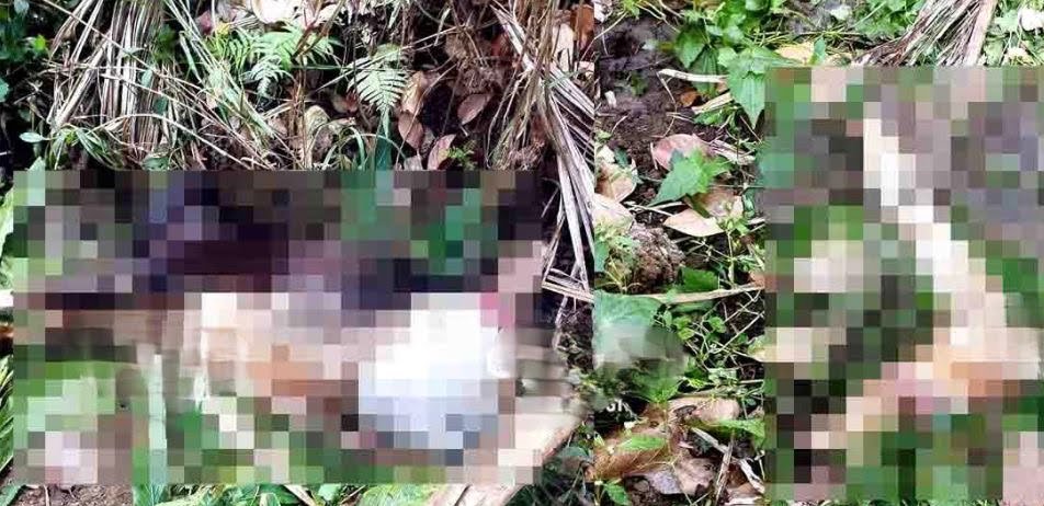 Tiger again in Mullankolli; The calf was killed and eaten.