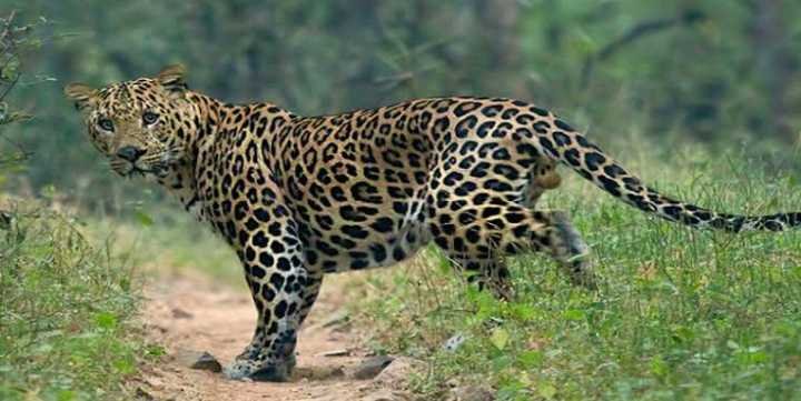 Wayanad, Meppadi tigers again image