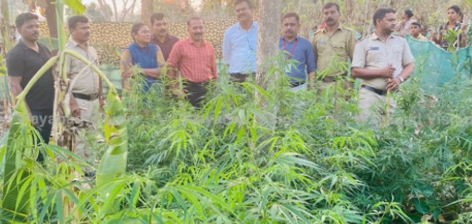 Wayanad, ganja plants seized image