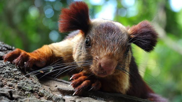 Wayanad, invasion of Malayan; Four people were injured image