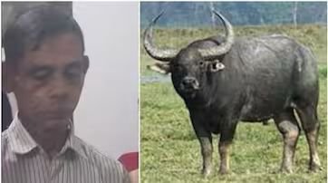 10 lakh compensation to the farmer's family, the bison will be drugged today