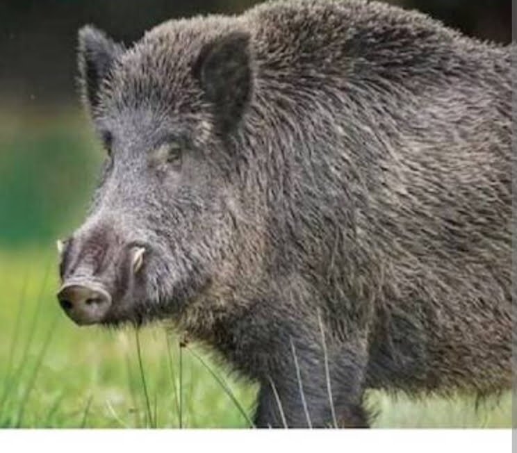 A 9th class girl from Wayanad Venni was injured in a wild boar attack