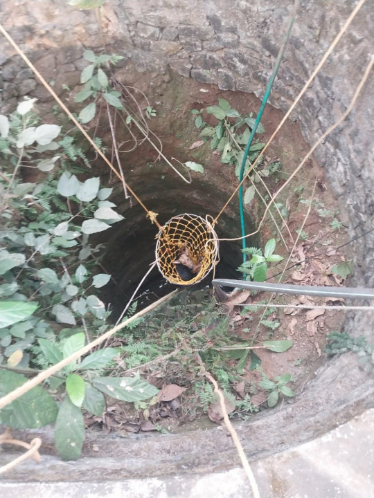 Thamarassery, കിണറ്റിൽ വീണു കിടന്ന തെരുവ് നായയെ രക്ഷപ്പെടുത്തി. 3 A stray dog that fell into a well was rescued. cleanup