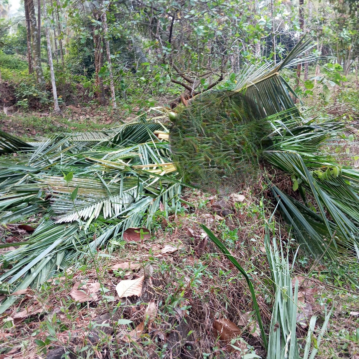 Cultivation has been extensively destroyed by wildfire in Ponnankayam above Tiruvambadi._cleanup