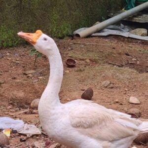 Domestic goose