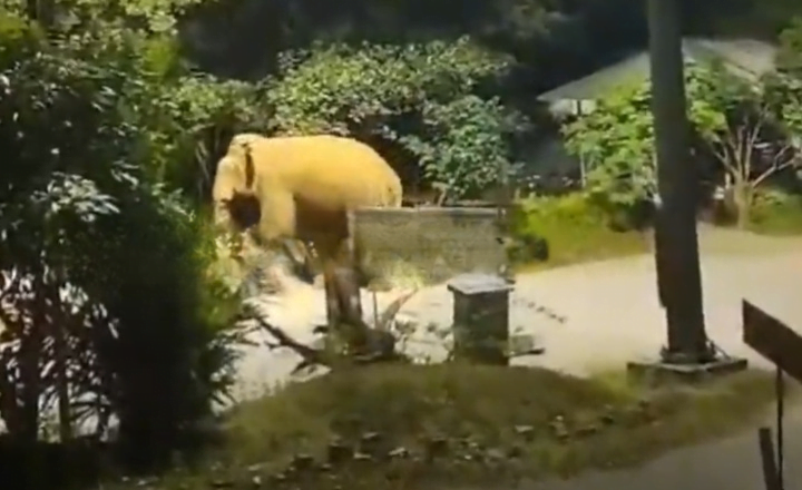 Kakkayat went to the forest cleanup