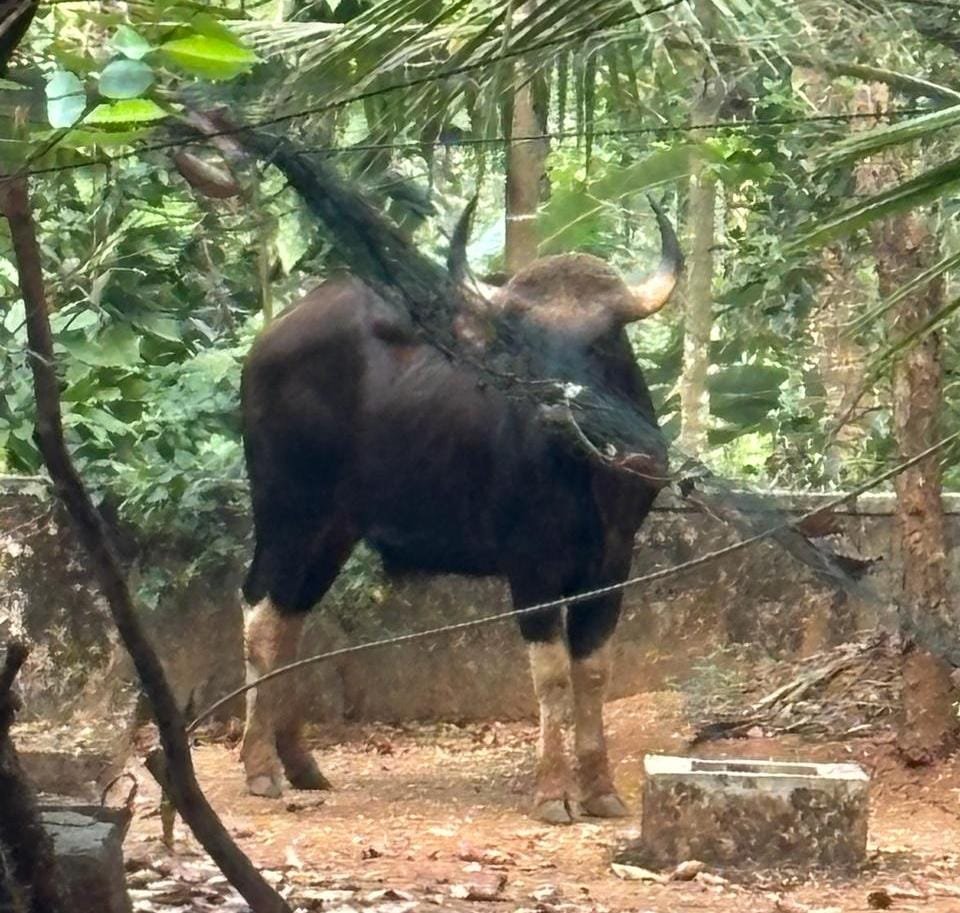 Near the Koorachund Market, the wild buffaloes parade; Authorities said to be cautious.