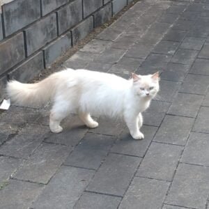 Persian Female Cat for sale in Thamarassery