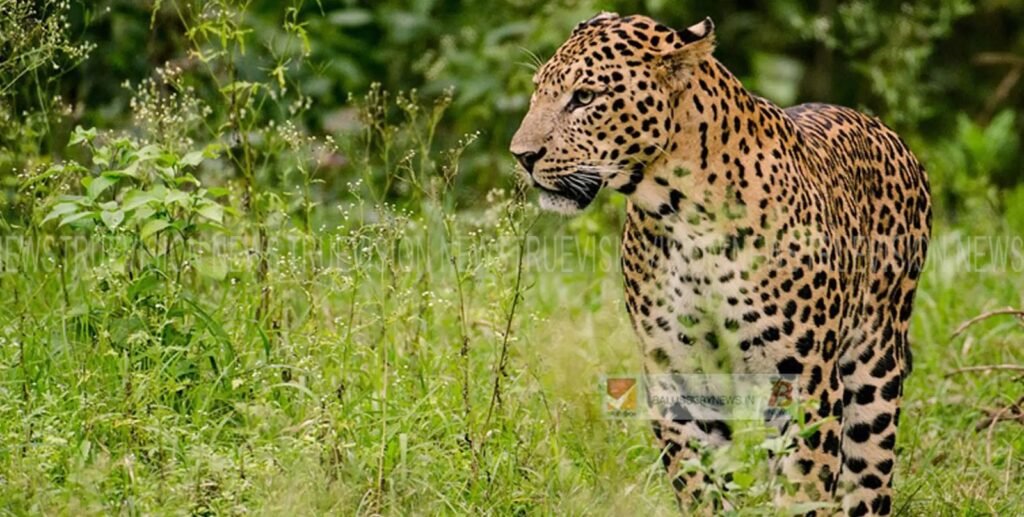 Peruvannamujhi police issued alert instructions after the tiger landed at Peruvannamuzhi pond