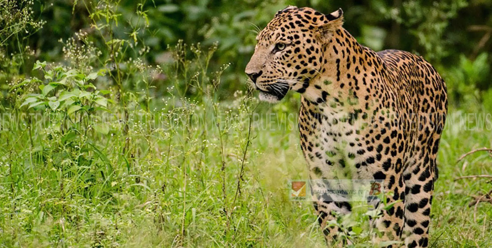 Peruvannamujhi police issued alert instructions after the tiger landed at Peruvannamuzhi pond