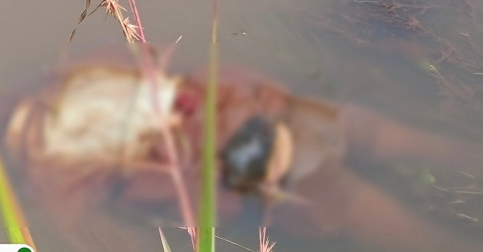 The body of the missing elderly man was found in the canal.