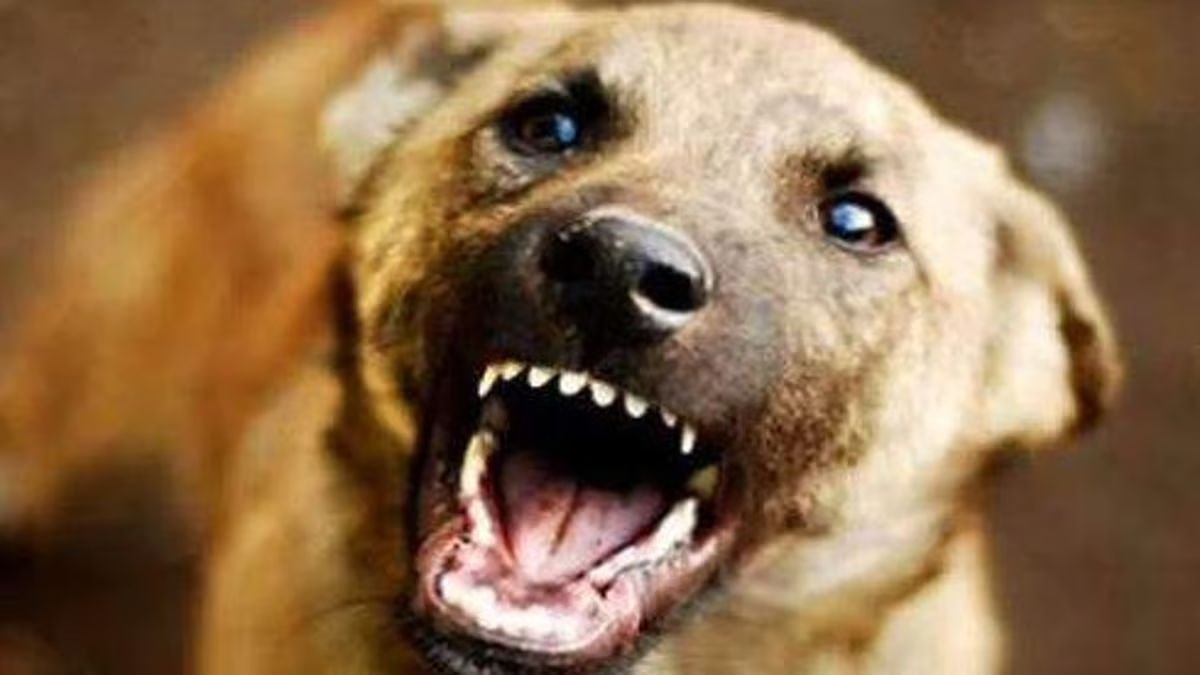 The dog found dead was poisoned by fleas