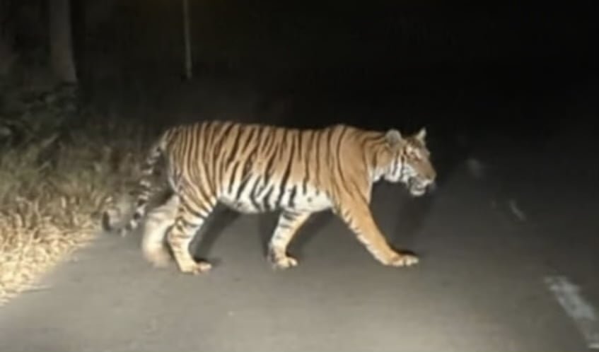 Tiger again in Wayanad; The tiger was spotted by car passengers