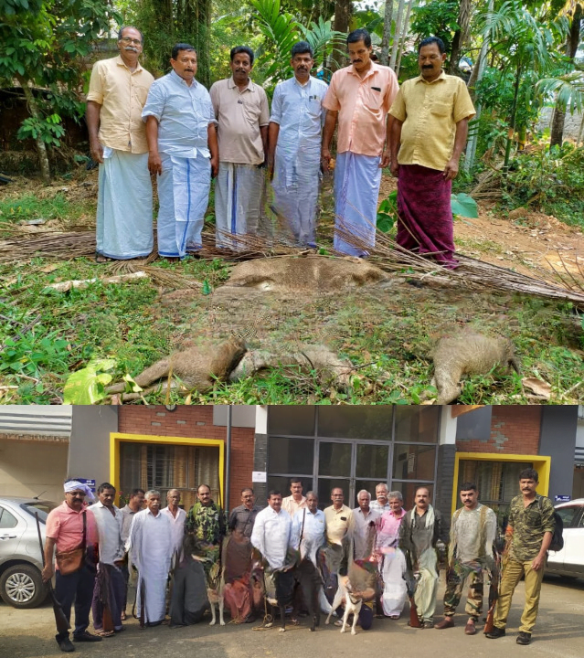 Wild boar nuisance is severe cleanup