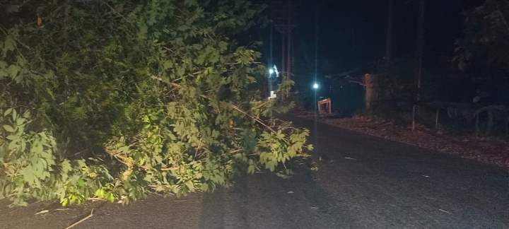 Thamarassery, റബർ മരം റോഡിലേക്ക് വീണ് ദേശീയ പാതയിൽ ഗതാഗതം ഭാഗികമായി തടസ്സപ്പെട്ടു. 9 A rubber tree fell on the road and partially disrupted traffic on the national highway. cleanup