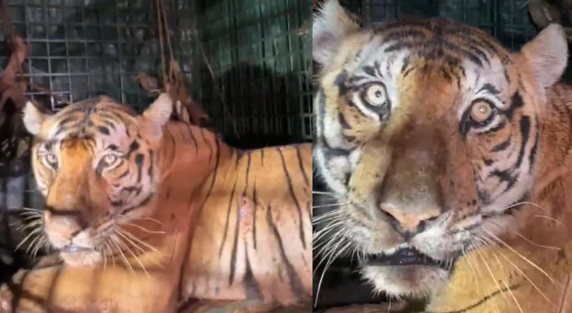 Wayanad, കേണിച്ചിറയിൽ പിടിയിലായ കടുവക്ക് രണ്ട് പല്ലുകൾ തകർന്നു. 6 A tiger caught in Kenichira Wayanad suffered two broken teeth