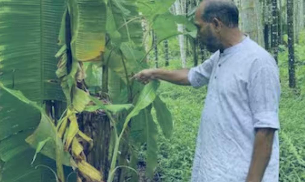 Crop theft is frequent; Malappuram, a farmer in the hilly region of the district, is in distress
