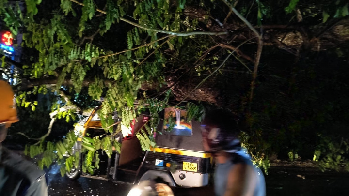 Kozhikode, ഓട്ടോറിക്ഷയ്ക്ക് മുകളിൽ തണൽ മരം വീണ് ഓട്ടോ തകർന്നു 11 Kozhikode a shade tree fell on top of an auto rickshaw and the auto crashed cleanup